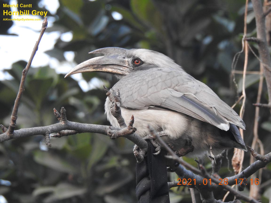 Hornbill Grey (142) Coming Soon